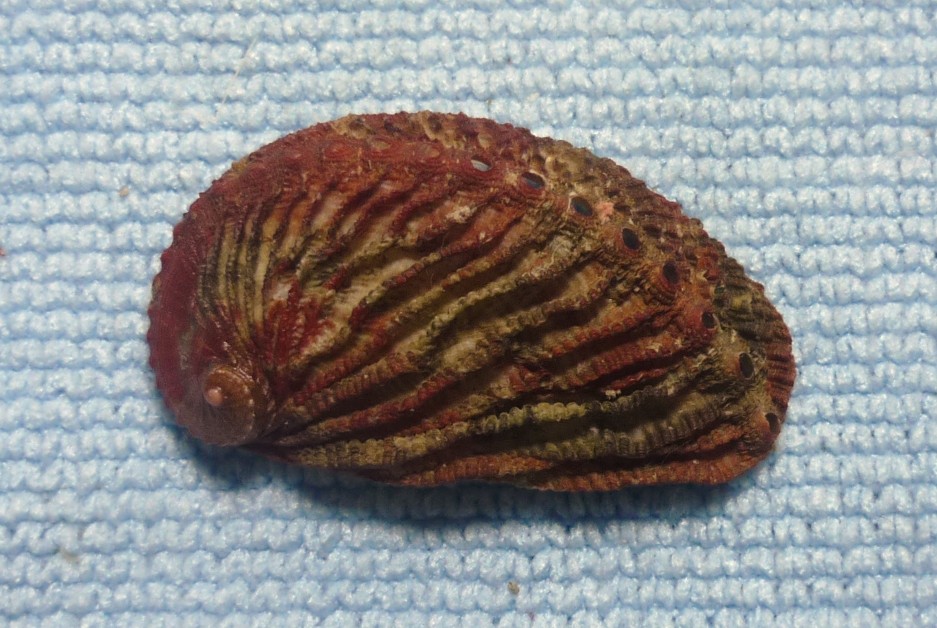 Haliotis tuberculata lamellosa